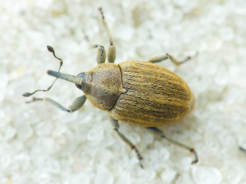 Sibinia pellucens (Scopoli, 1772)